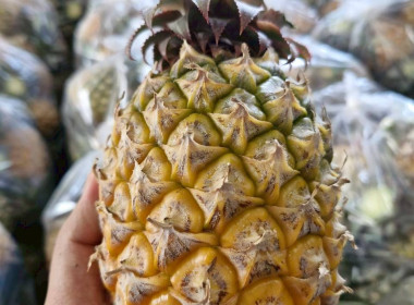 สำนักงานสหกรณ์จังหวัดเชียงรายกระจายผลผลิตสับปะรดภูแลออกนอกพื้นที่การผลิต ... พารามิเตอร์รูปภาพ 6